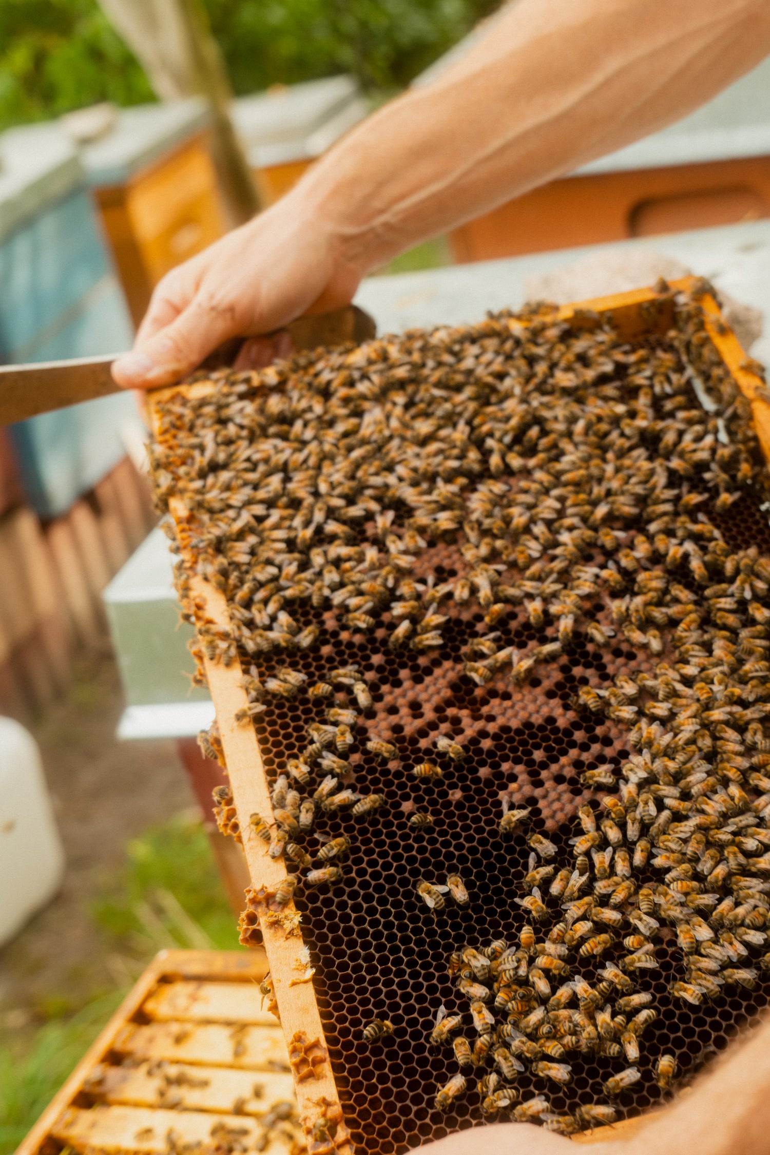 Vendors & Producers Recipes: Jonas from King Kong Honey - Honey Chia Pudding & Caramelized Seeds.